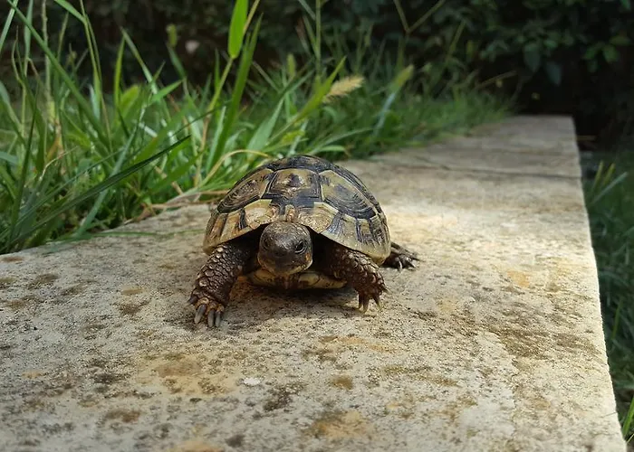 Marica Amazing View דירה